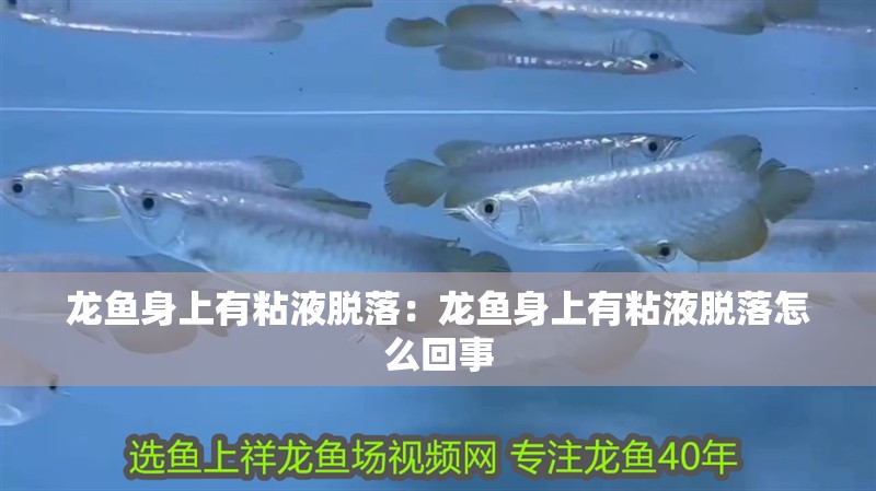 龍魚身上有粘液脫落：龍魚身上有粘液脫落怎么回事