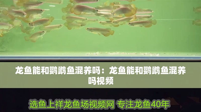 龍魚能和鸚鵡魚混養(yǎng)嗎：龍魚能和鸚鵡魚混養(yǎng)嗎視頻