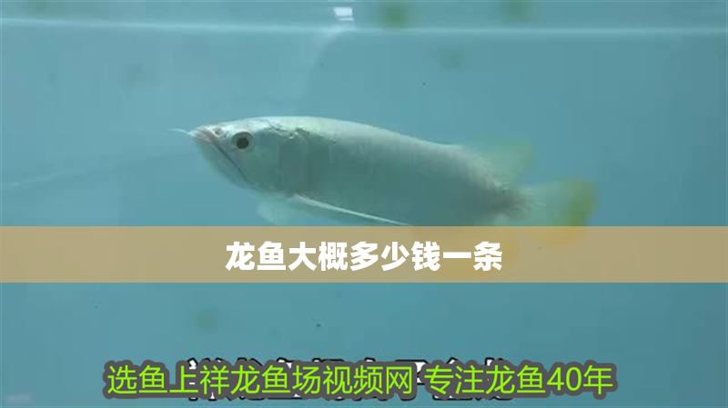 龍魚大概多少錢一條
