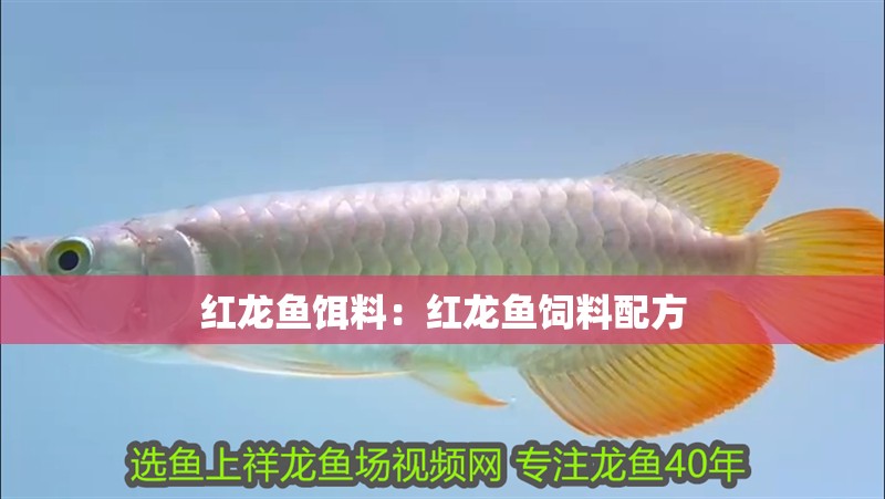 紅龍魚餌料：紅龍魚飼料配方