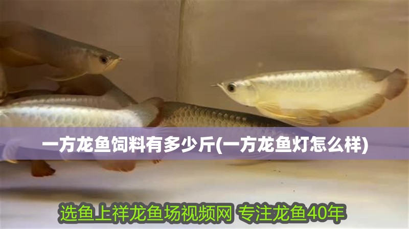 一方龍魚飼料有多少斤(一方龍魚燈怎么樣)