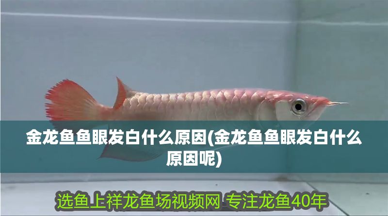 金龍魚魚眼發白什么原因(金龍魚魚眼發白什么原因呢)