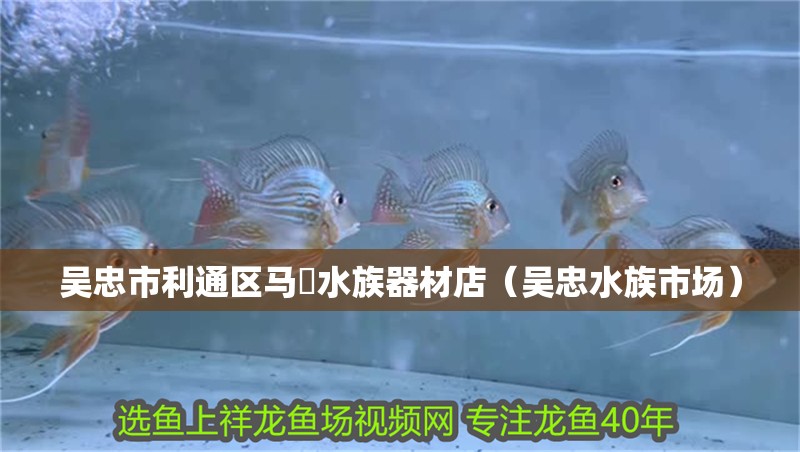 吳忠市利通區馬喆水族器材店（吳忠水族市場） 吳忠市利通區馬喆水族器材店（吳忠水族市場） 全國水族館企業名錄 第2張