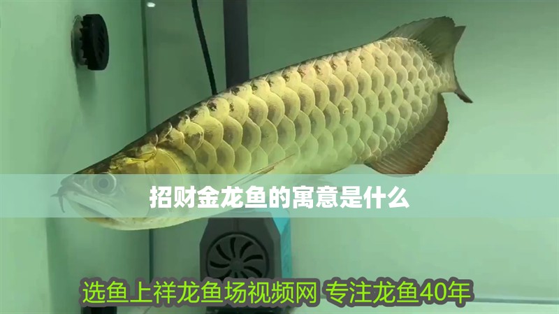 招財(cái)金龍魚的寓意是什么