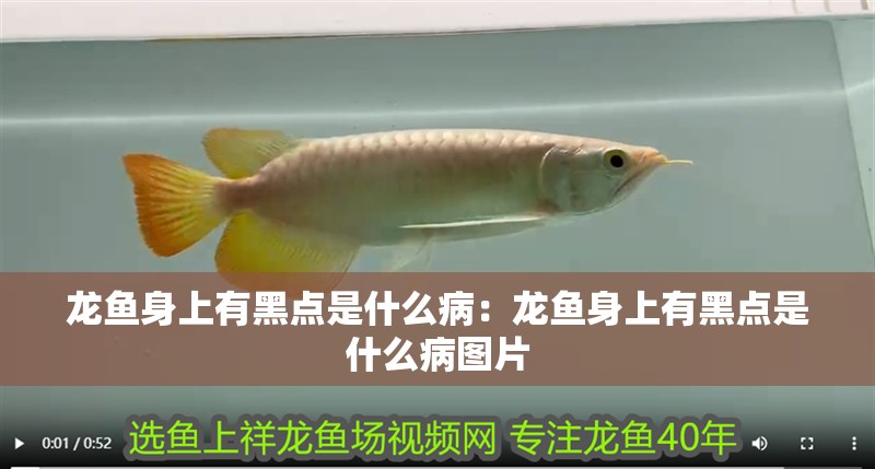 龍魚身上有黑點是什么病：龍魚身上有黑點是什么病圖片