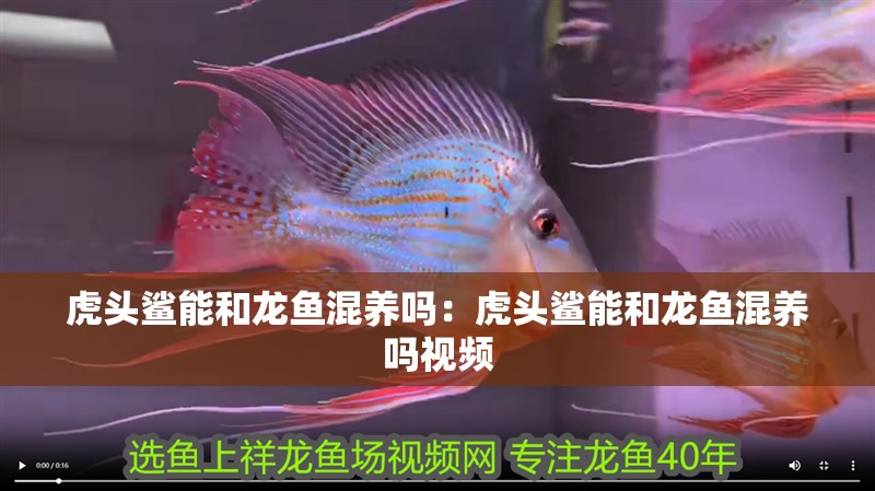 虎頭鯊能和龍魚混養嗎：虎頭鯊能和龍魚混養嗎視頻