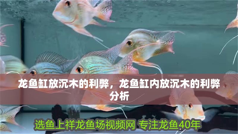 龍魚(yú)缸放沉木的利弊，龍魚(yú)缸內(nèi)放沉木的利弊分析