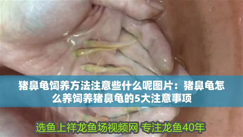 豬鼻龜飼養方法注意些什么呢圖片：豬鼻龜怎么養飼養豬鼻龜的5大注意事項 豬鼻龜飼養方法注意些什么呢圖片：豬鼻龜怎么養飼養豬鼻龜的5大注意事項 豬鼻龜百科 第1張