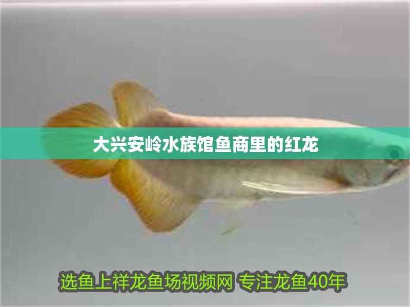 大興安嶺水族館魚商里的紅龍
