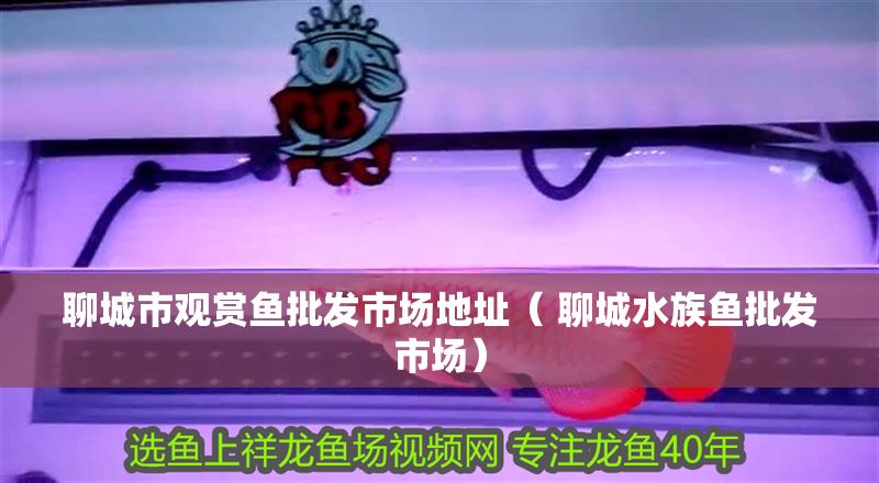 聊城市觀賞魚批發市場地址（ 聊城水族魚批發市場）