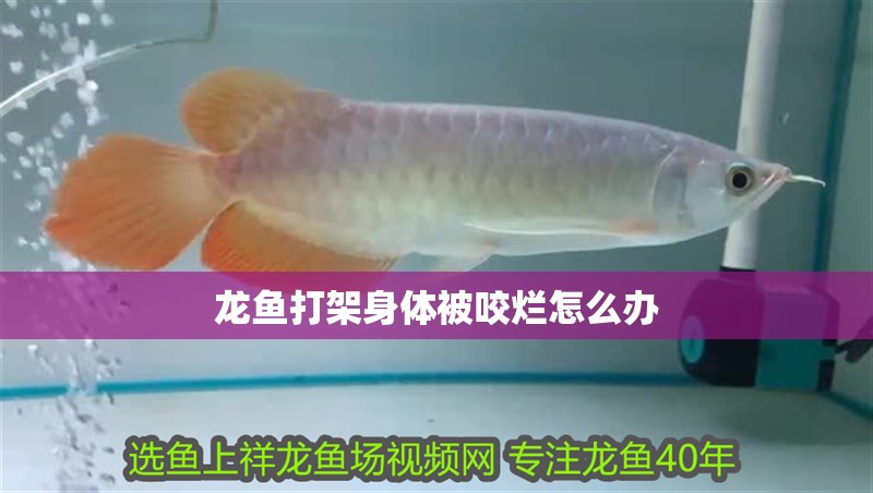 龍魚打架身體被咬爛怎么辦