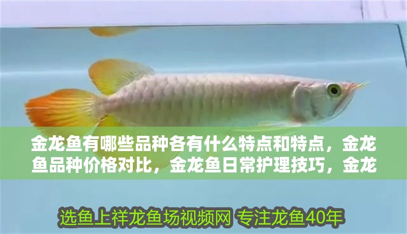 金龍魚有哪些品種各有什么特點和特點，金龍魚品種價格對比，金龍魚日常護理技巧，金龍魚選購注意事項