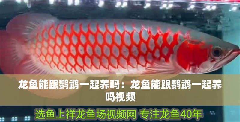 龍魚能跟鸚鵡一起養嗎：龍魚能跟鸚鵡一起養嗎視頻