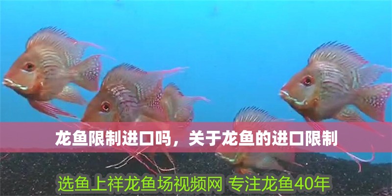龍魚限制進(jìn)口嗎，關(guān)于龍魚的進(jìn)口限制