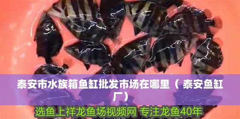 泰安市水族箱魚缸批發(fā)市場在哪里（ 泰安魚缸廠）