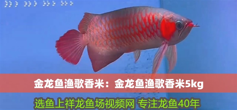 金龍魚漁歌香米：金龍魚漁歌香米5kg