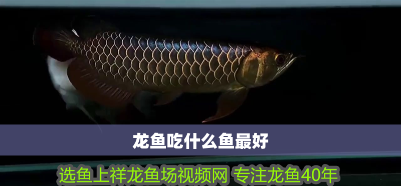 龍魚吃什么魚最好 龍魚百科 第2張 龍魚吃什么魚最好 龍魚吃什么魚最好 龍魚百科 第2張