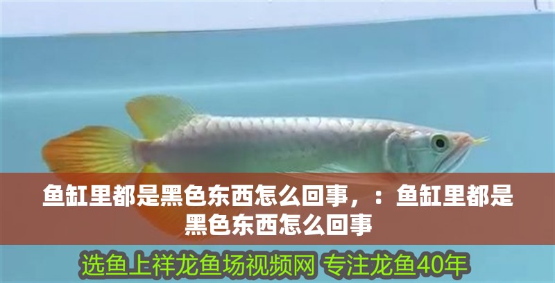 魚缸里都是黑色東西怎么回事，：魚缸里都是黑色東西怎么回事