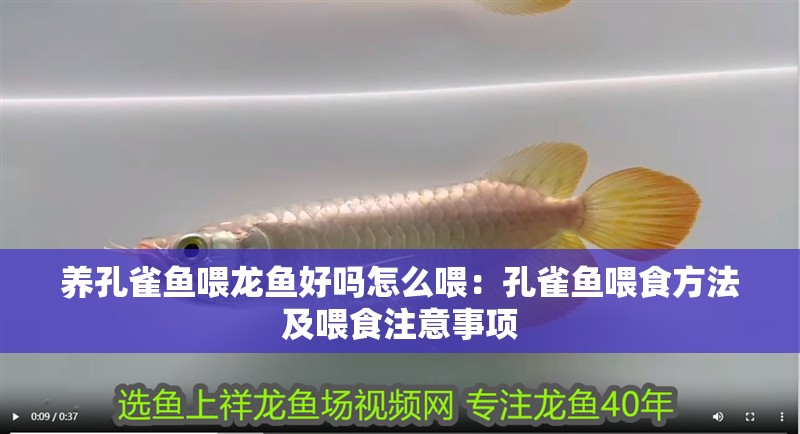 養(yǎng)孔雀魚喂龍魚好嗎怎么喂：孔雀魚喂食方法及喂食注意事項(xiàng)