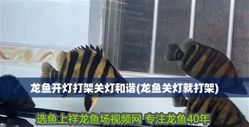 龍魚(yú)開(kāi)燈打架關(guān)燈和諧(龍魚(yú)關(guān)燈就打架)