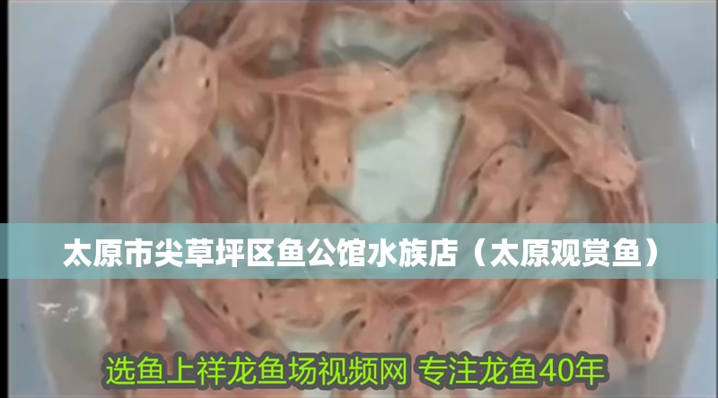 太原市尖草坪區魚公館水族店（太原觀賞魚）