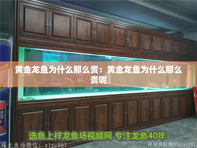 黃金龍魚為什么那么貴：黃金龍魚為什么那么貴呢