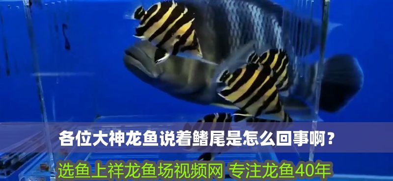 各位大神龍魚說著鰭尾是怎么回事啊？