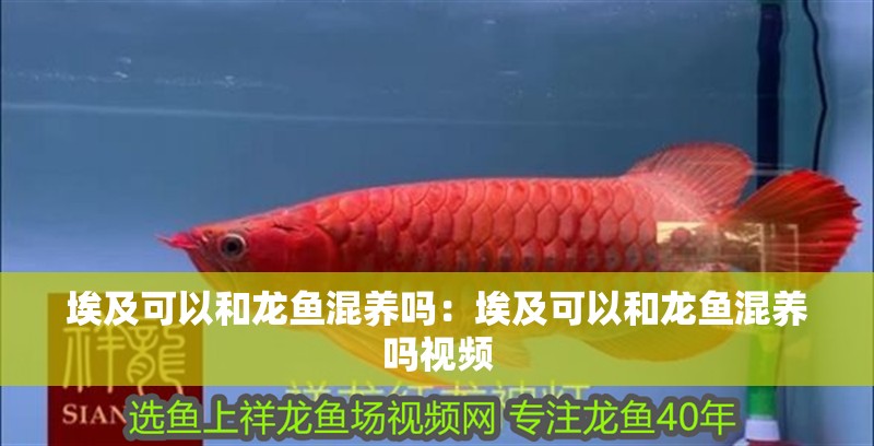 埃及可以和龍魚混養嗎：埃及可以和龍魚混養嗎視頻