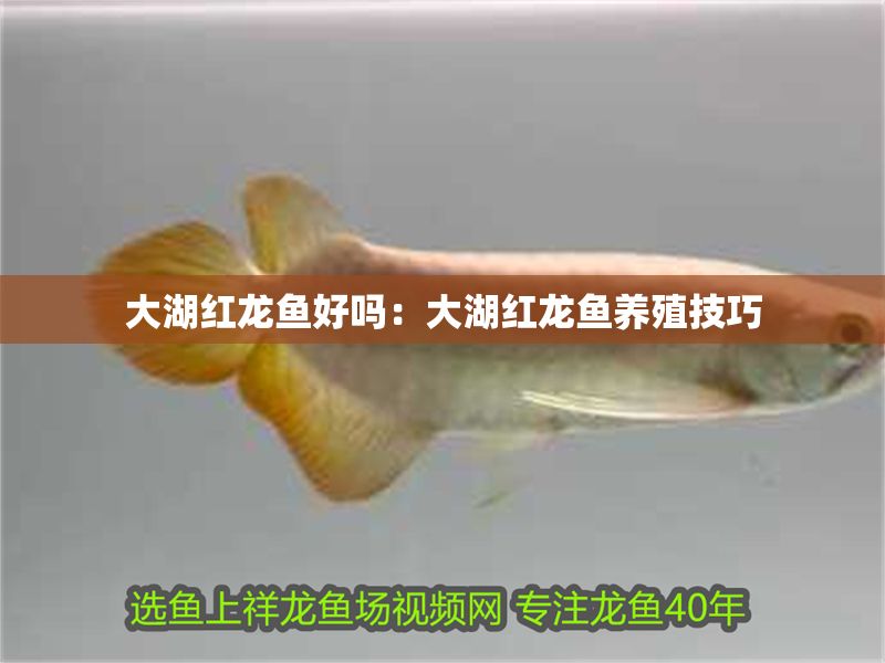 大湖紅龍魚好嗎：大湖紅龍魚養(yǎng)殖技巧 大湖紅龍魚好嗎：大湖紅龍魚養(yǎng)殖技巧 大湖紅龍魚百科 第2張