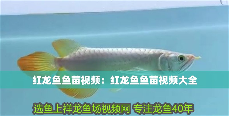 紅龍魚魚苗視頻：紅龍魚魚苗視頻大全