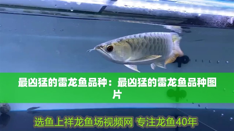 最兇猛的雷龍魚(yú)品種：最兇猛的雷龍魚(yú)品種圖片