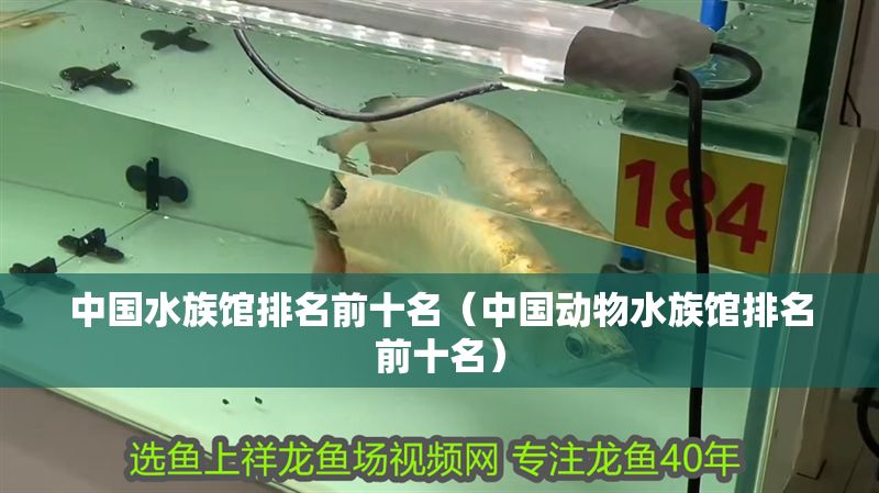 中國(guó)水族館排名前十名（中國(guó)動(dòng)物水族館排名前十名）