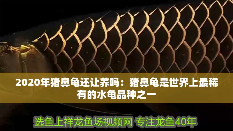 2020年豬鼻龜還讓養嗎：豬鼻龜是世界上最稀有的水龜品種之一