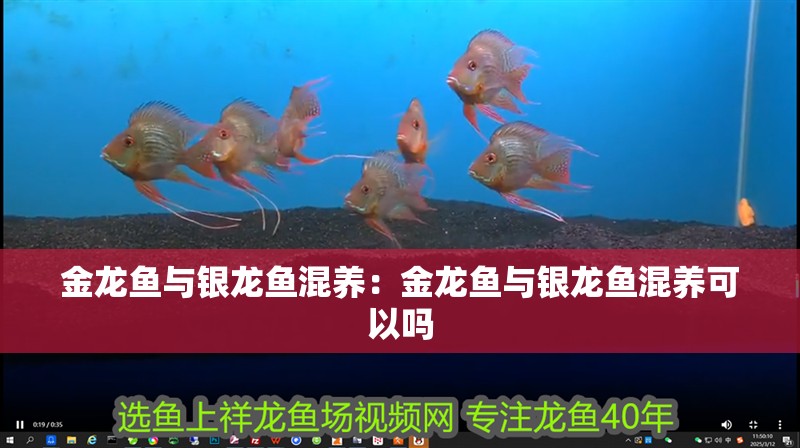 金龍魚與銀龍魚混養：金龍魚與銀龍魚混養可以嗎
