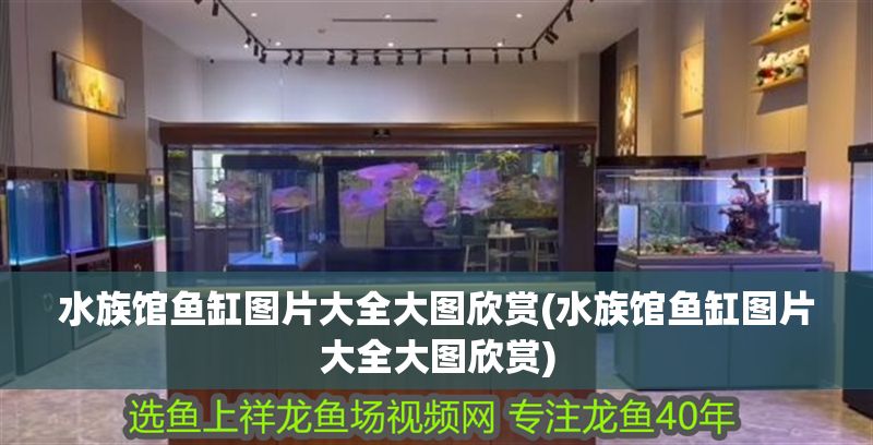 水族館魚缸圖片大全大圖欣賞(水族館魚缸圖片大全大圖欣賞)