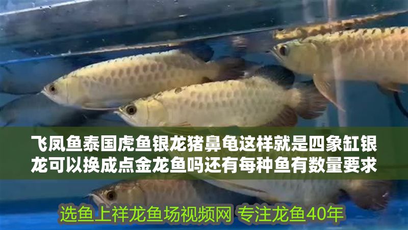 飛鳳魚泰國虎魚銀龍豬鼻龜這樣就是四象缸銀龍可以換成點金龍魚嗎還有每種魚有數量要求嗎謝謝
