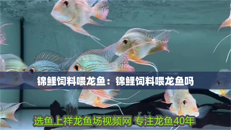 錦鯉飼料喂龍魚：錦鯉飼料喂龍魚嗎