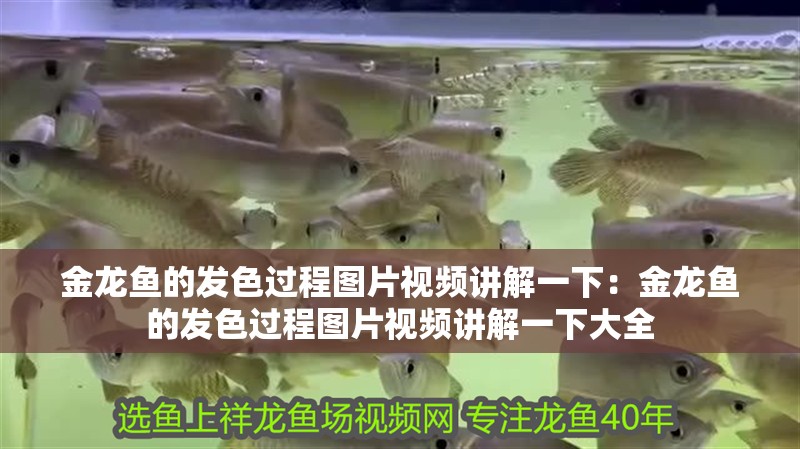 金龍魚的發(fā)色過程圖片視頻講解一下：金龍魚的發(fā)色過程圖片視頻講解一下大全