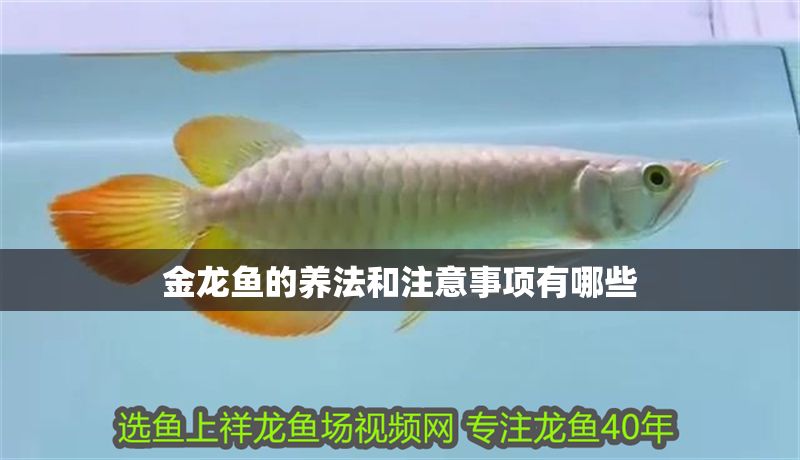 金龍魚(yú)的養(yǎng)法和注意事項(xiàng)有哪些