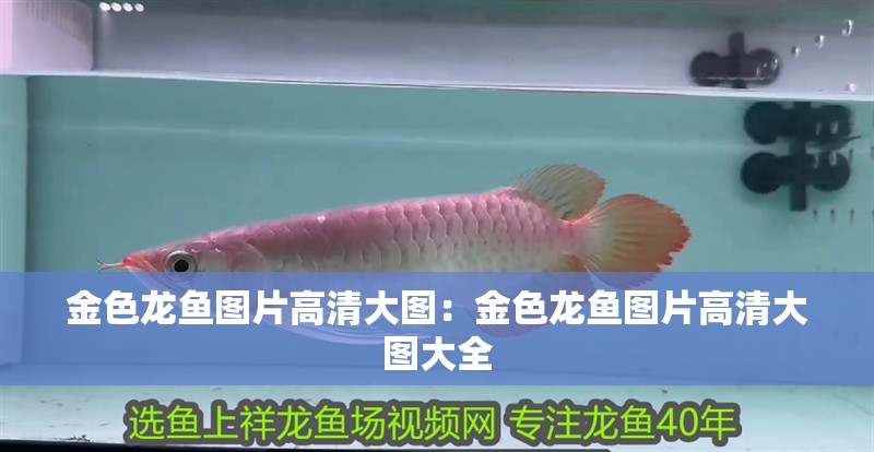 金色龍魚圖片高清大圖：金色龍魚圖片高清大圖大全