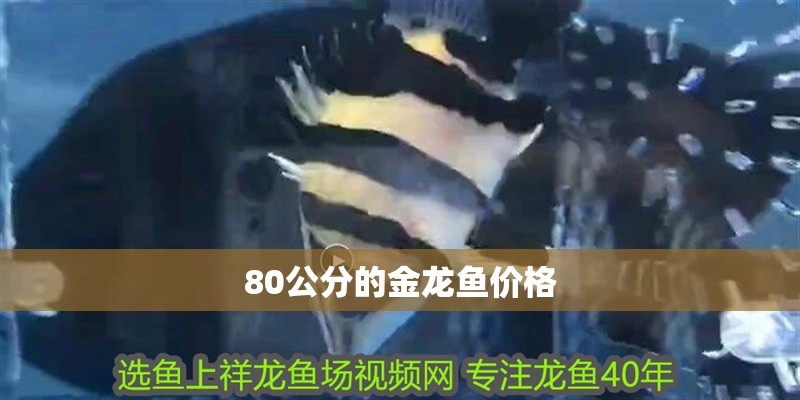 80公分的金龍魚價(jià)格