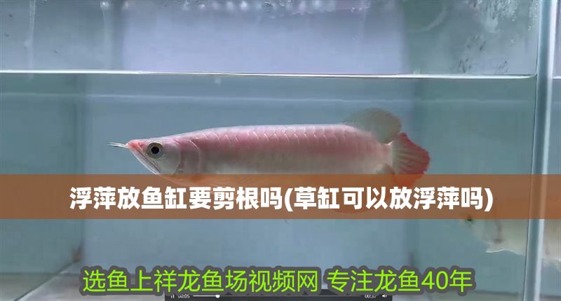 浮萍放魚缸要剪根嗎(草缸可以放浮萍嗎)