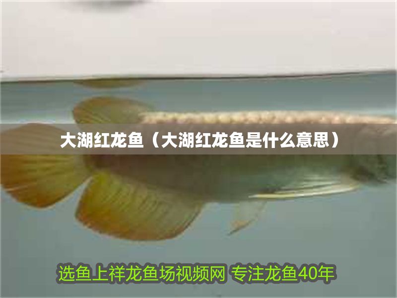 大湖紅龍魚（大湖紅龍魚是什么意思）