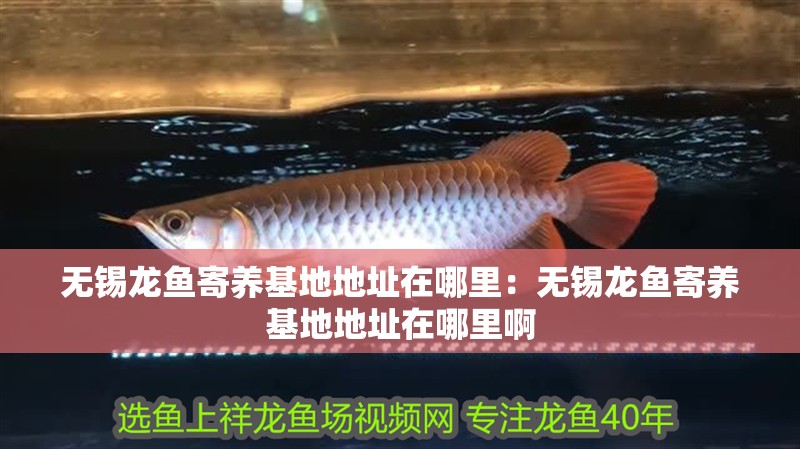 無錫龍魚寄養基地地址在哪里：無錫龍魚寄養基地地址在哪里啊