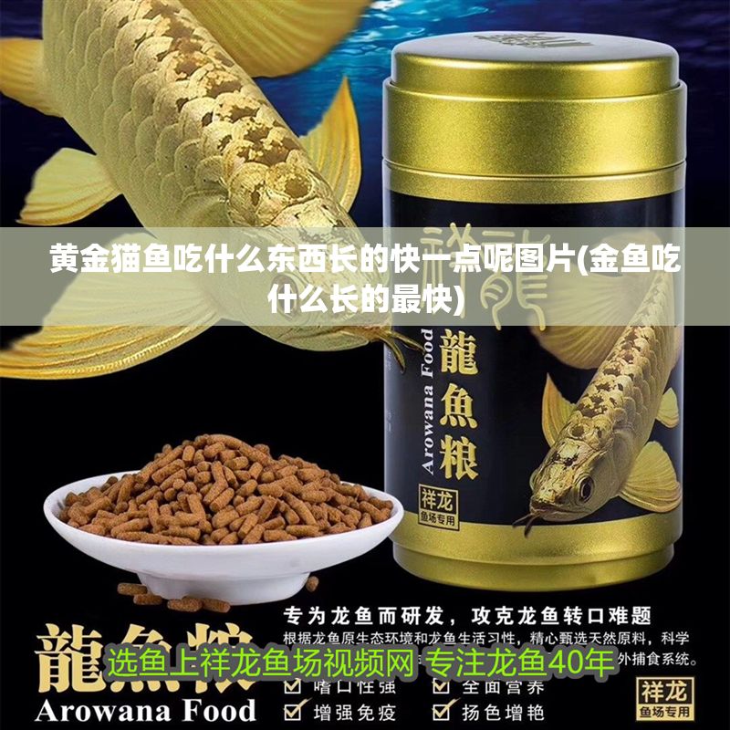 黃金貓魚吃什么東西長的快一點呢圖片(金魚吃什么長的最快)