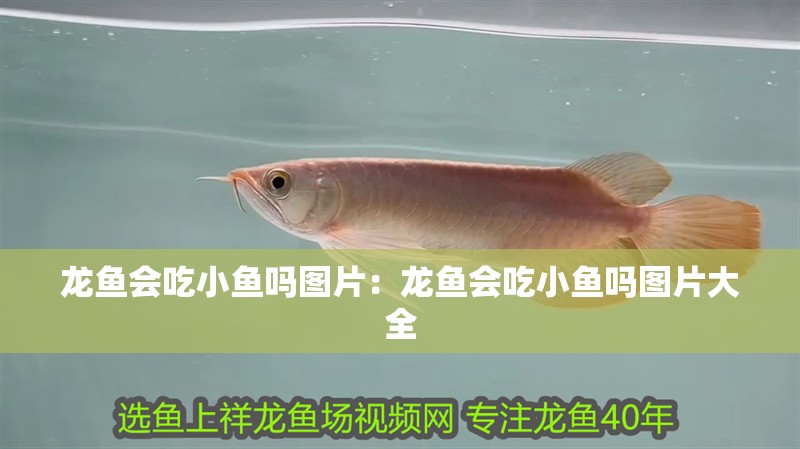 龍魚會吃小魚嗎圖片：龍魚會吃小魚嗎圖片大全 龍魚會吃小魚嗎圖片：龍魚會吃小魚嗎圖片大全 水族問答