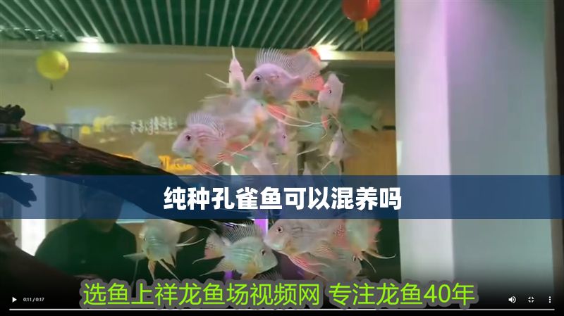 純種孔雀魚可以混養嗎