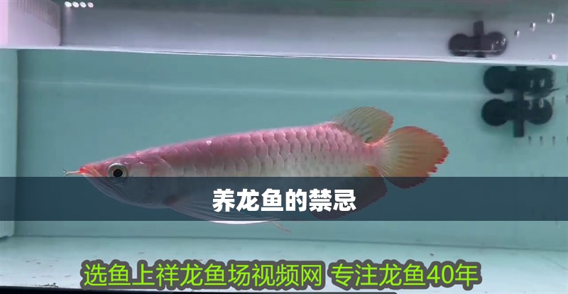 養(yǎng)龍魚的禁忌