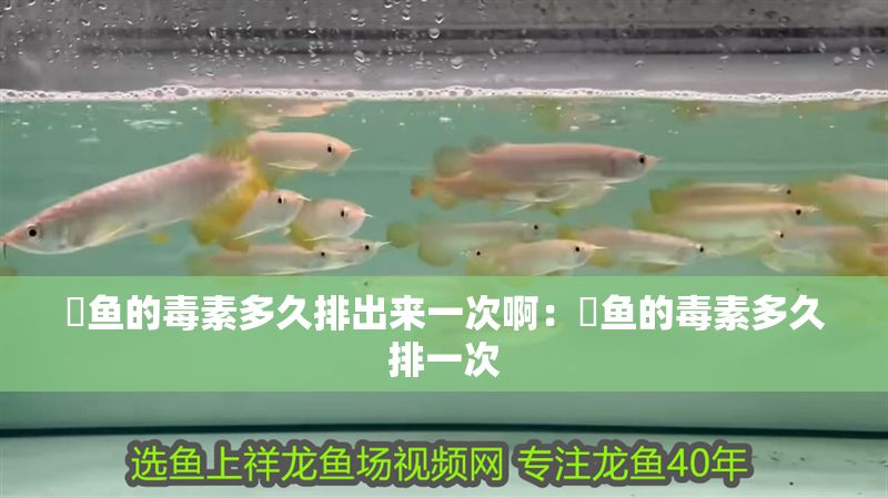 魟魚的毒素多久排出來一次啊：魟魚的毒素多久排一次