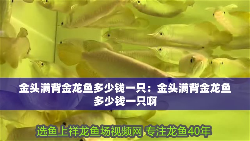 金頭滿(mǎn)背金龍魚(yú)多少錢(qián)一只：金頭滿(mǎn)背金龍魚(yú)多少錢(qián)一只啊